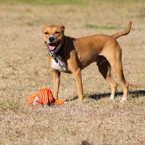 a dog standing next to a toy