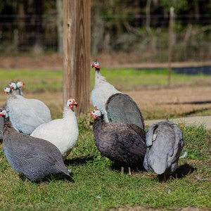 a group of chickens in a grassy area