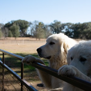 a couple of dogs looking through a fence