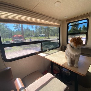 a cat sitting on a table in a car