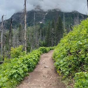 a dirt path through a forest