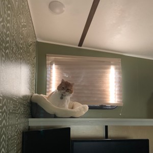 a cat sitting on a window sill