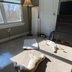 a couple of dogs lying on the floor in a room with a window