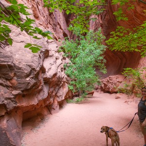 a dog on a leash walking through a canyon