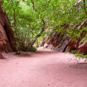 a path with trees on the side