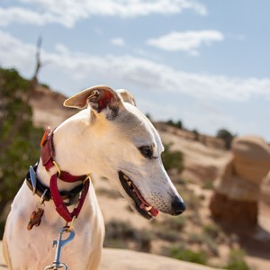 a dog with a red collar