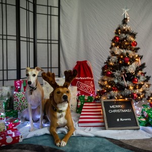 a couple of dogs sitting next to a christmas tree and presents
