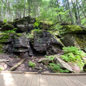 a rocky area with trees