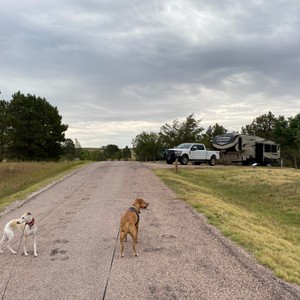 two dogs on a road