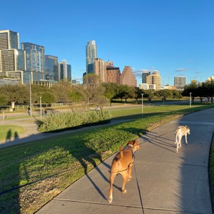 a couple dogs on a sidewalk