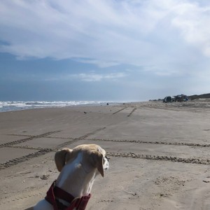 a dog on a beach