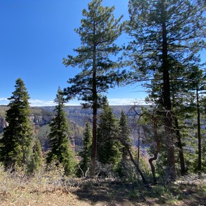 a group of trees with a body of water in the background