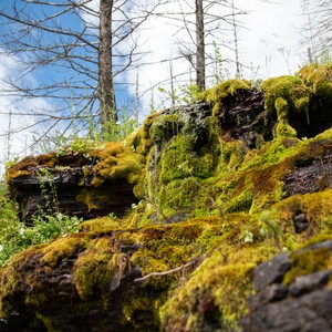 moss covered rocks and moss