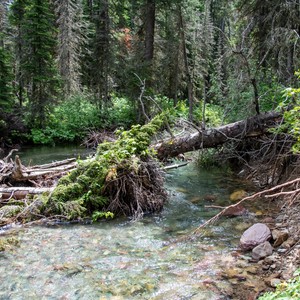 a stream in the woods