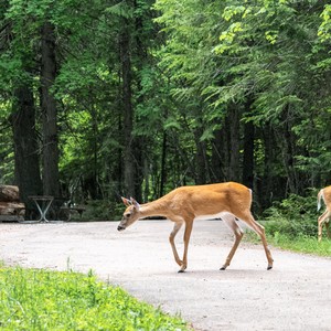 a deer walking on a road