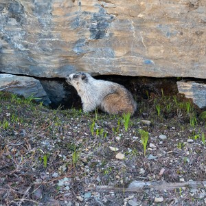 a seal lying on the ground