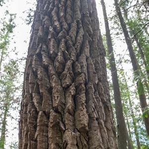 a tree with many branches