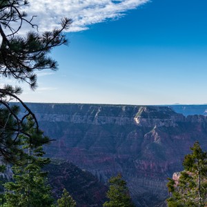 a view of a canyon from a tree