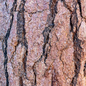 a close up of a tree bark