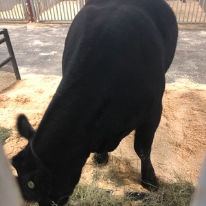 a black cow eating grass