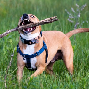 a dog with a stick in its mouth