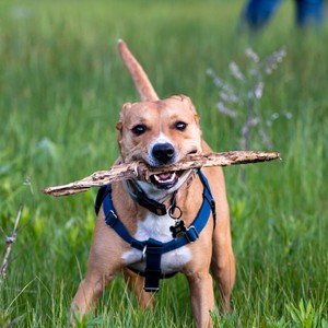 a dog with a stick in its mouth