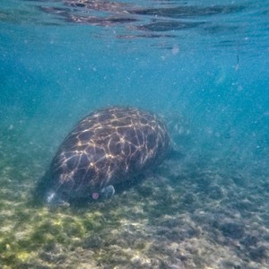 a sea animal swimming in the water