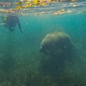 two animals swimming in water