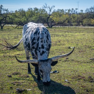 a giraffe eating grass