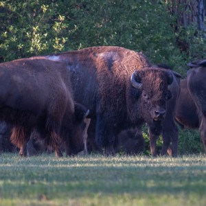 a herd of buffalo in a field