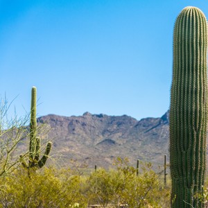 cactus in front of a mountain