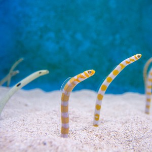 a group of sea animals