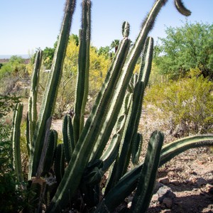 a close-up of a cactus