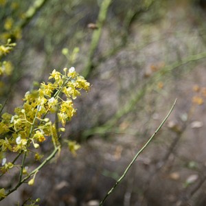 a close up of a plant