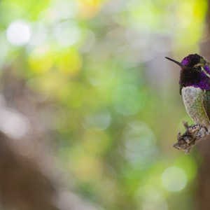 a bird sits on a branch