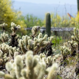 a close up of a cactus