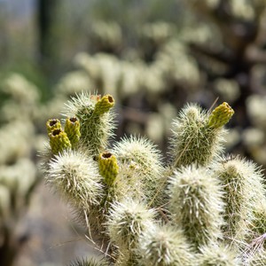 a close up of a cactus