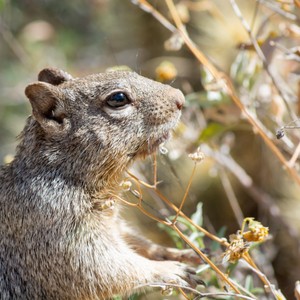 a squirrel standing on a branch