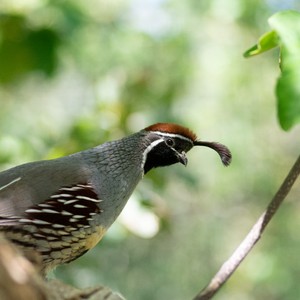 a bird on a branch