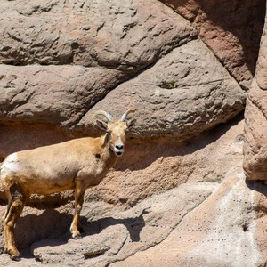a goat standing in a rocky area
