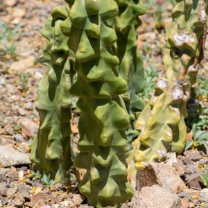a close-up of a plant