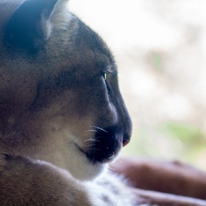 a close up of a wolf