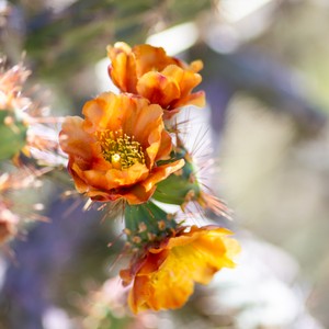 close up of flowers