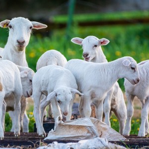 a herd of white goats