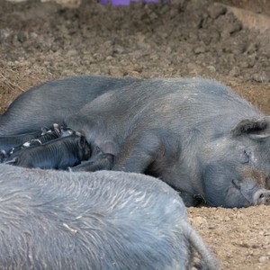 a group of seals lying on the ground