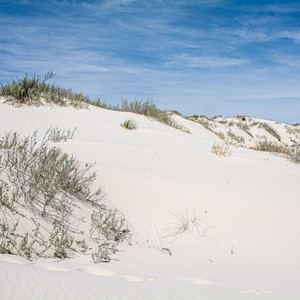 a sandy beach with bushes and trees
